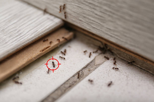 Flea Control Services in Hayden, AL