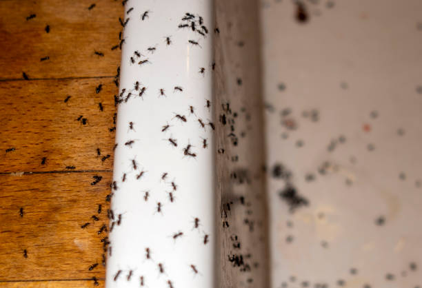 Best Spider Control Near Me  in Hayden, AL