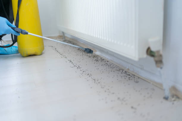 Best Flea Control Services  in Hayden, AL