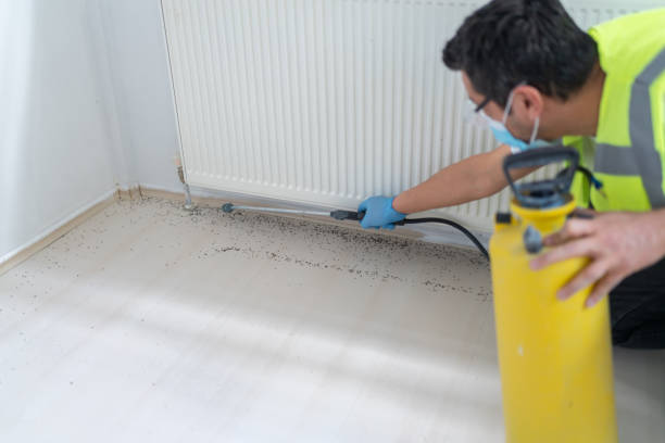 Best Ant Control Services  in Hayden, AL